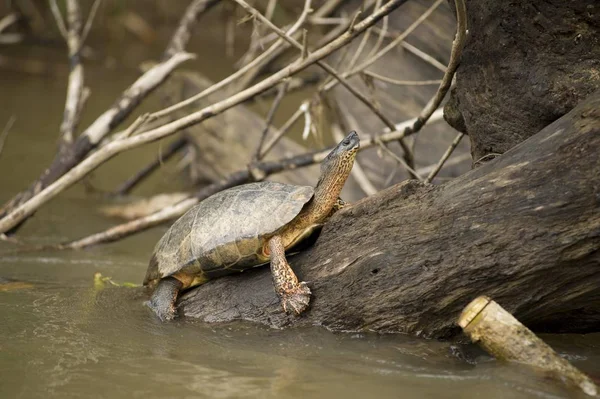 Black River Turtle or Black Wood Turtle (Rhinoclemmys funerea), Costa Rica, Central America, North America