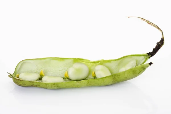 Broad Beans Vicia Faba — Stock Photo, Image