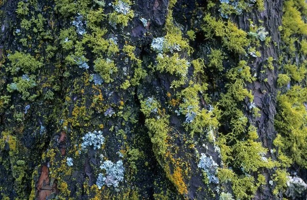 Varios Líquenes Una Corteza Árbol Cerca Saas Fee Suiza — Foto de Stock