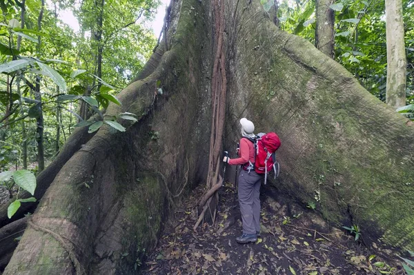 Kvinnlig Vandrare Står Bredvid Stor Kapok Träd Ceiba Pentandra Laguna — Stockfoto