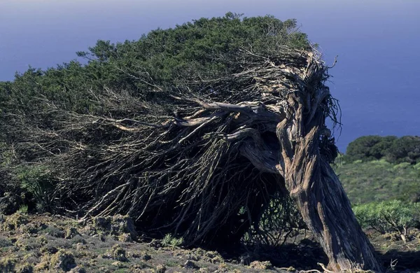 Enebro Fenicio Juniperus Phoenicae Hierro Islas Canarias España —  Fotos de Stock