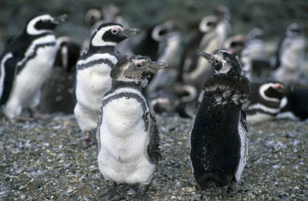 Magellán Pingvin Sphenicus Magellanicus Isla Magdalena Patagónia Chile — Stock Fotó