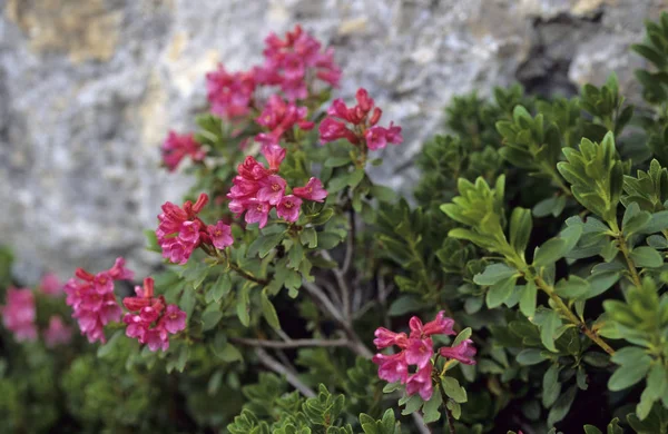 Rose Alpine Rhododendron Ferrugineum — Foto Stock