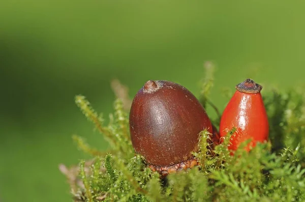 Meşe Palamudu Kuşburnu Kapat — Stok fotoğraf