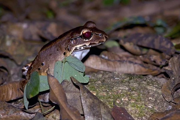 Sapo Bico Fino Selvagem Leptodactylus Savagei — Fotografia de Stock