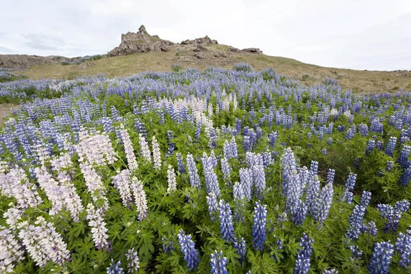 Krajobraz Nootka Łubin Lupinus Nootkatensis Islandii Europa — Zdjęcie stockowe