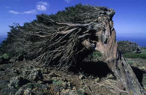 Enebro Fenicio Juniperus Phoenicae Hierro Islas Canarias España —  Fotos de Stock