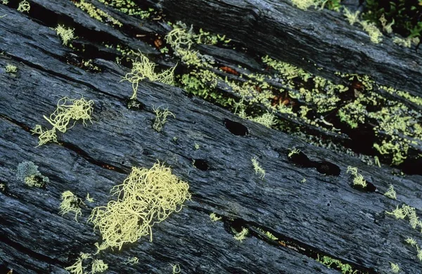 Lichens Usnea Filipendula Árbol Muerto Parque Nacional Torres Del Paine —  Fotos de Stock