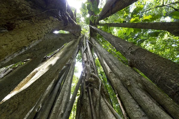 Kostru Škrtič Fig Ficus Sirena Národní Park Corcovado Provincii Puntarenas — Stock fotografie