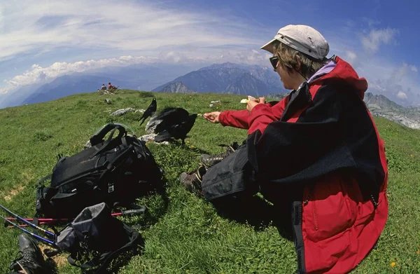 Kobieta Karmiąca Alpejskie Słomki Pyrrocorax Graculus Górach Rofan Austria — Zdjęcie stockowe