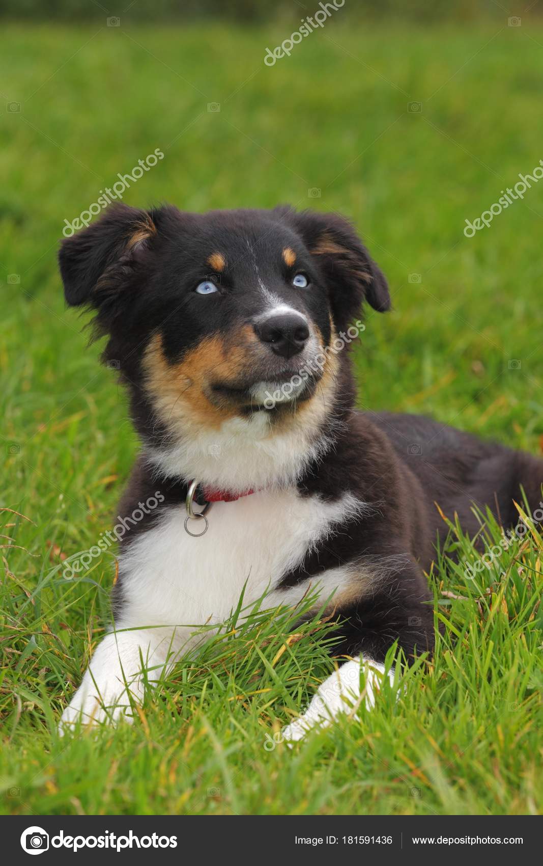 Australian Shepherd Noir Tri Chiot Mâle Aux Yeux Bleus