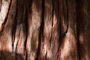 Bark of a California incense cedar (Calocedrus decurrens) clipart