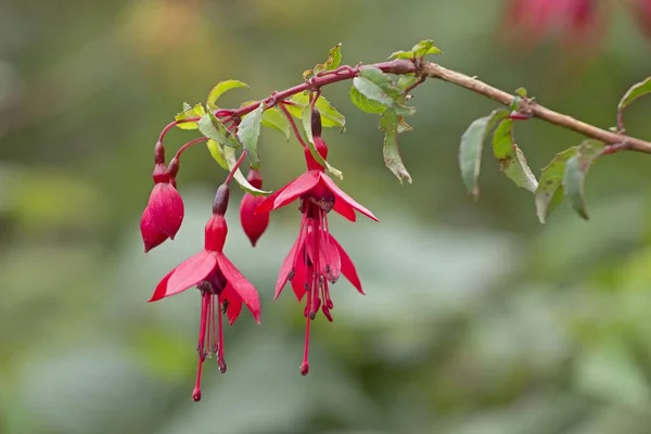 Fuchsia Fuchsia Glencolumbkille County Donegal Irlanda Europa — Fotografia de Stock