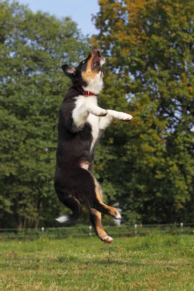 Skakanie Australian Shepherd Black Tri Szczeniak Mężczyzna — Zdjęcie stockowe