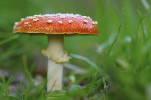 Vlieg Agaric Amanita Muscaria Paddenstoel — Stockfoto