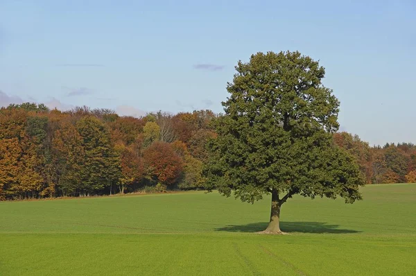 Carvalho Quercus Lueneburg Baixa Saxónia Alemanha Europa — Fotografia de Stock