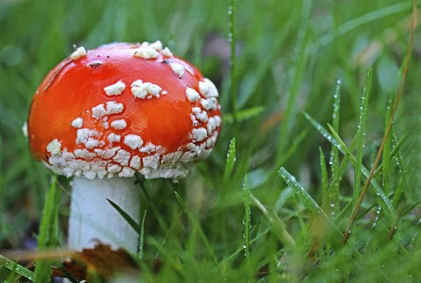 Fly Agaric Amanita Muscaria Mushroom — Stock Photo, Image