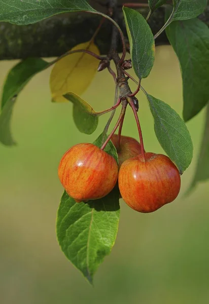 Maçãs Caranguejo Árvore Malus Prunifolia — Fotografia de Stock