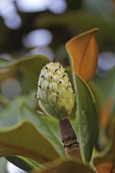 Southern magnolia or bull bay, Magnolia grandiflora