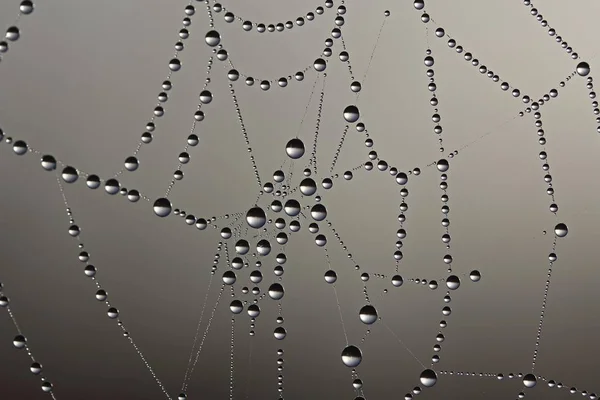 Cobweb Kastepisaroilla — kuvapankkivalokuva