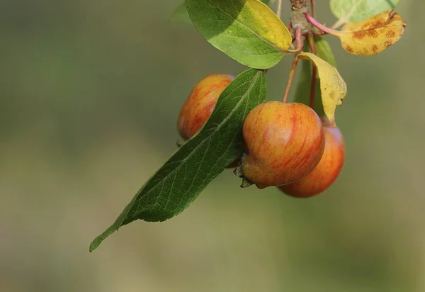 Maçãs Caranguejo Árvore Malus Prunifolia — Fotografia de Stock