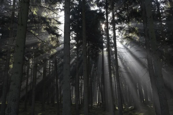 Сонячні Промені Лісі — стокове фото
