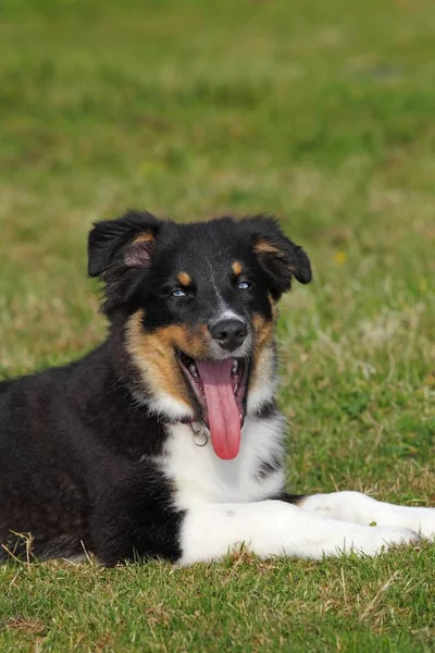 Cão Pastor Australiano Tricolor Preto Cachorro Com Olhos Azuis — Fotografia de Stock