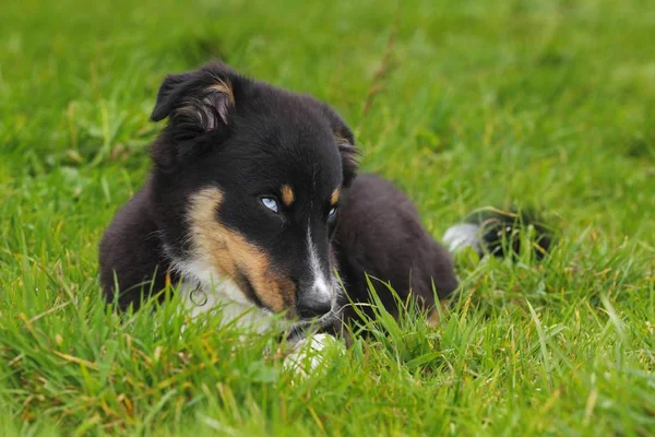 Owczarek Australijski Pies Czarny Tricolor Szczeniak Niebieskimi Oczami — Zdjęcie stockowe