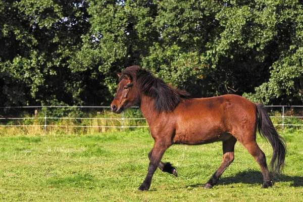 Islandês Cavalo Livre Conceito Animal — Fotografia de Stock