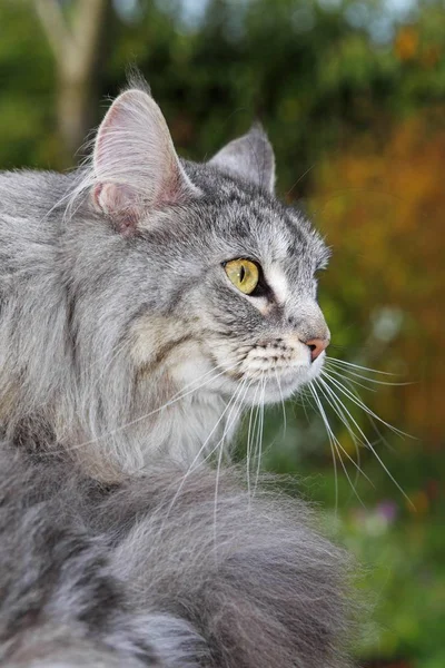 Maine Coon American Longhair Cat Sitting Garden — Stock Photo, Image
