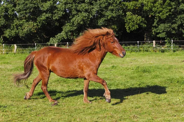 Islândia Cavalo Correndo Prado — Fotografia de Stock