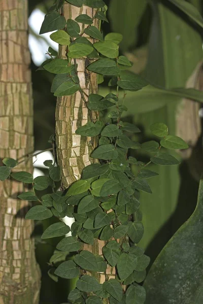 Dragon Tree Dracaena Visão Detalhada Mainau Baden Wuerttemberg Alemanha Europa — Fotografia de Stock