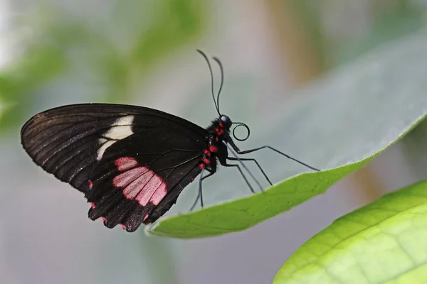 Iphidamas Cattleheart Transandean Cattleheart Parides Iphidamas Butterfly — стоковое фото