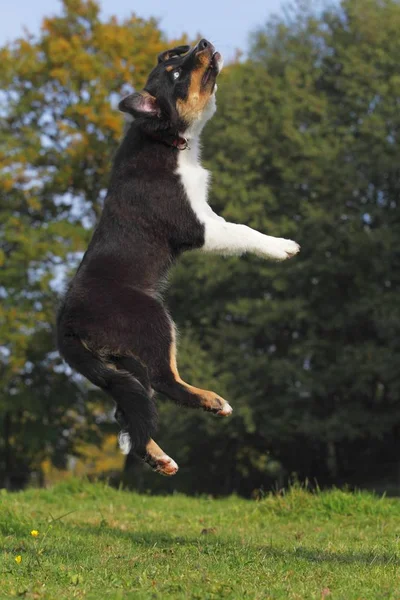 Australian Shepherd Black Tri Cão Filhote Cachorro Macho Saltando — Fotografia de Stock