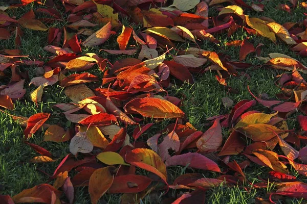 Herfst Bladeren Liggend Het Gras — Stockfoto