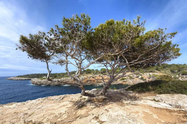 Vecchio Pino Pinus Pinea Cala Maiorca Maiorca Isole Baleari Mar — Foto Stock