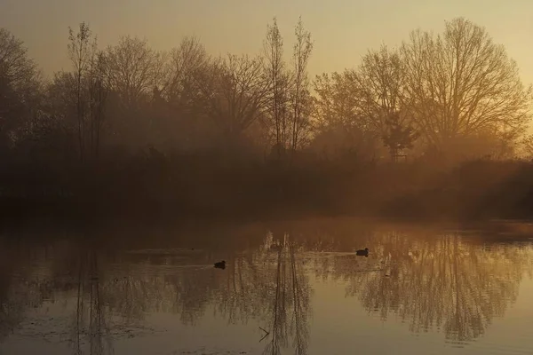 Early Morning November Trees Pond Sunlight Mittelberg Biberach Riss Upper — Stock Photo, Image