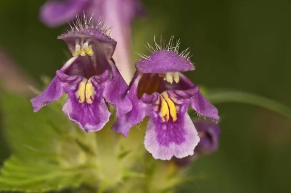 Downy Hemp Nettle Galeopsis Pubescens Untergroeningen Baden Wuerttemberg Germany Europe — Stock Photo, Image