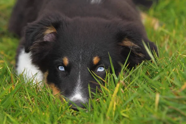 Siyah Tri Avustralyalı Çoban Köpek Yavrusu Mavi Gözlü — Stok fotoğraf
