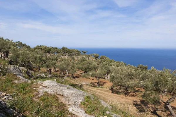 Vieilles Oliviers Près Dei Serra Tramuntana Côte Nord Ouest Majorque — Photo