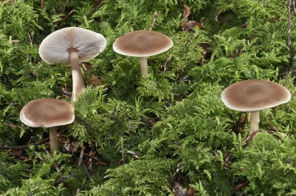 Oak Loving Collybia Collybia Dryophila Untergroeningen Baden Wuerttemberg Germany Europe — Stock Photo, Image