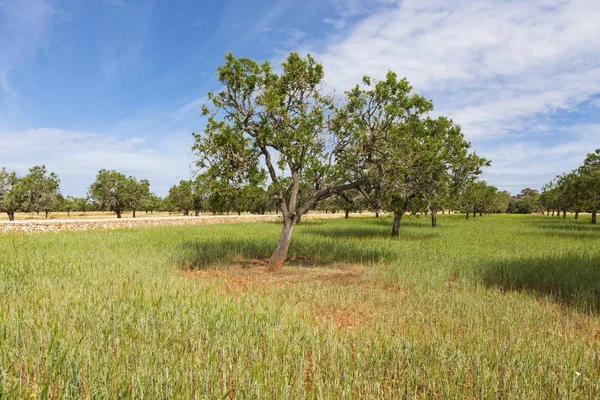 Αμυγδαλιές Prunus Dulcis Toro Μαγιόρκα Μαγιόρκα Βαλεαρίδες Νήσοι Ισπανία Ευρώπη — Φωτογραφία Αρχείου