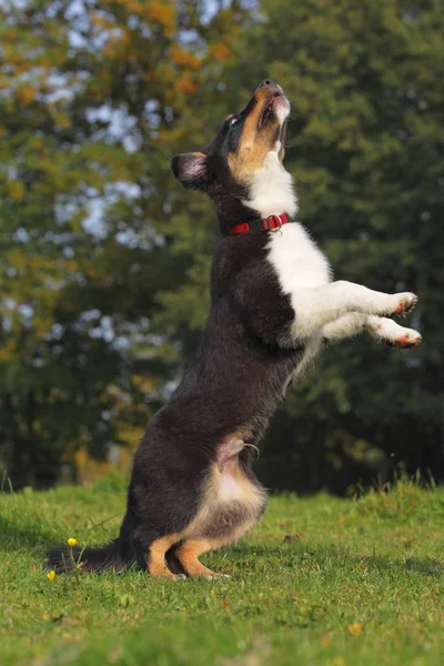 Onun Hindlegs Üzerinde Siyah Tri Avustralyalı Çoban Köpek Yavrusu Duran — Stok fotoğraf