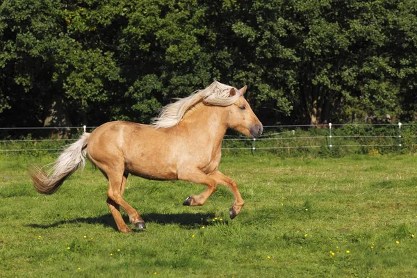Tryskem Islandský Kůň Běží Venku — Stock fotografie