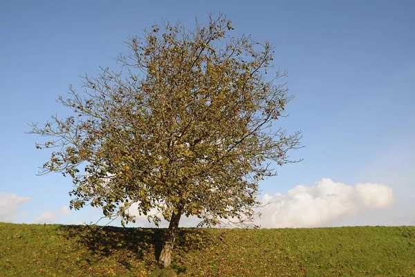 樱桃树在一个堤在秋天 Borstel Altes 土地地区 下萨克森 — 图库照片