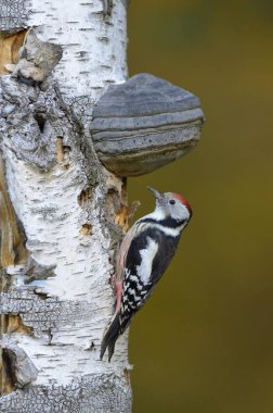 Middle Spotted Woodpecker (Dendrocopos medius), male bird clipart