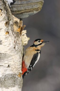 Great Spotted Woodpecker (Dendrocopos major) clipart