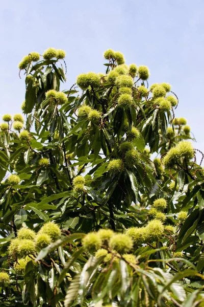 Castanha Doce Castanea Sativa Árvore Verde — Fotografia de Stock