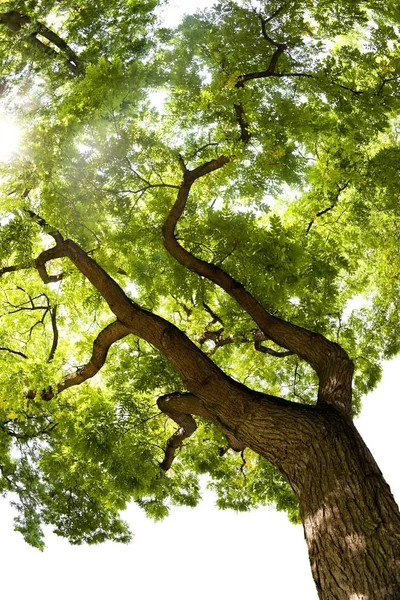 Japanese Pagoda Tree (Styphnolobium japonicum) tree