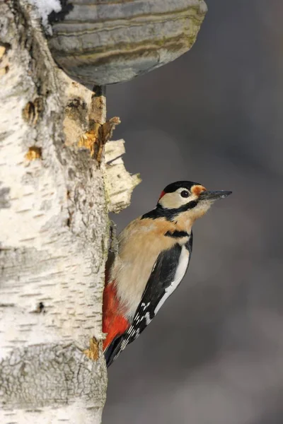 Grote Gevlekte Specht Dendrocopos Major — Stockfoto